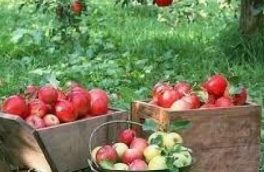 واردات بی‌رویه محصولات کشاورزی از مهم‌ترین علل تهدیدات امنیت غذایی در کشور